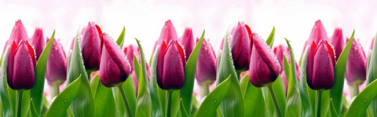 № 427 Тюльпаны