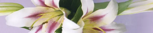 SP 007