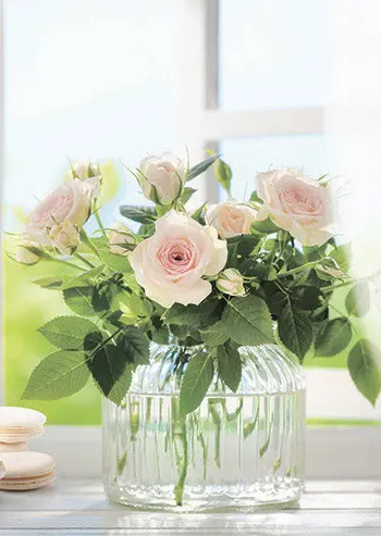 SF 92 ЛЕТНЕЕ УТРО