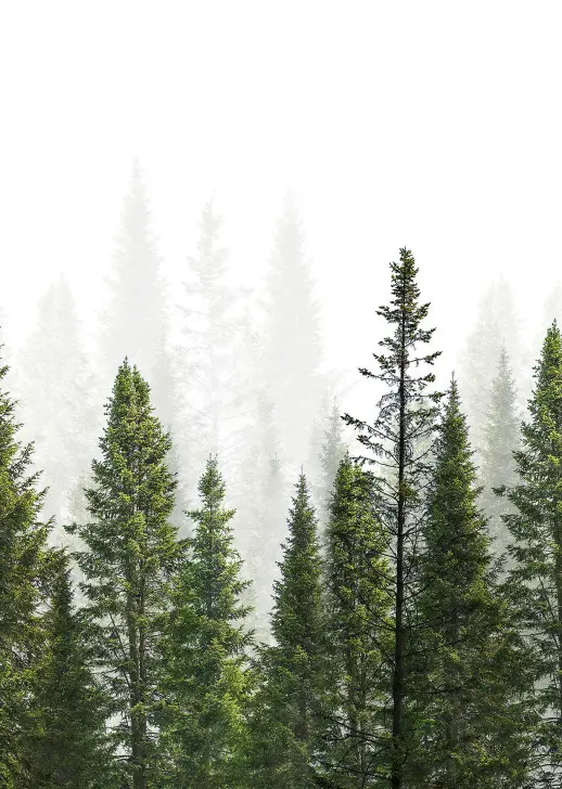 SF 93 ТУМАННЫЙ ЛЕС