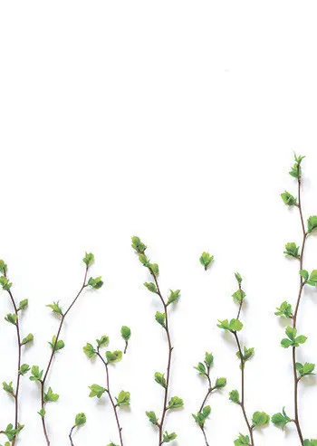 SF 94 ВЕТОЧКИ