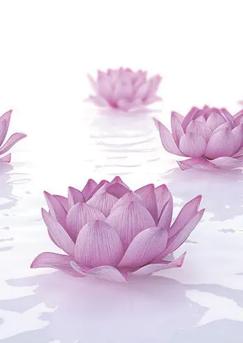 SF 99 ЛОТОСЫ НА ВОДЕ