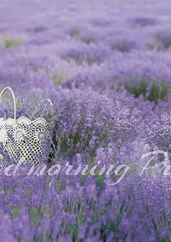 SF 100 УТРО В ПРОВАНСЕ