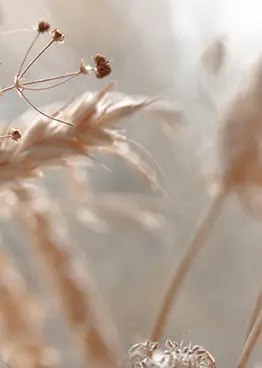 SF 17 РАСТЕНИЯ ОХРА