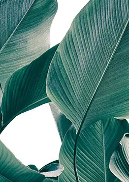 SF 23 ТРОПИЧЕСКИЕ ЛИСТЬЯ